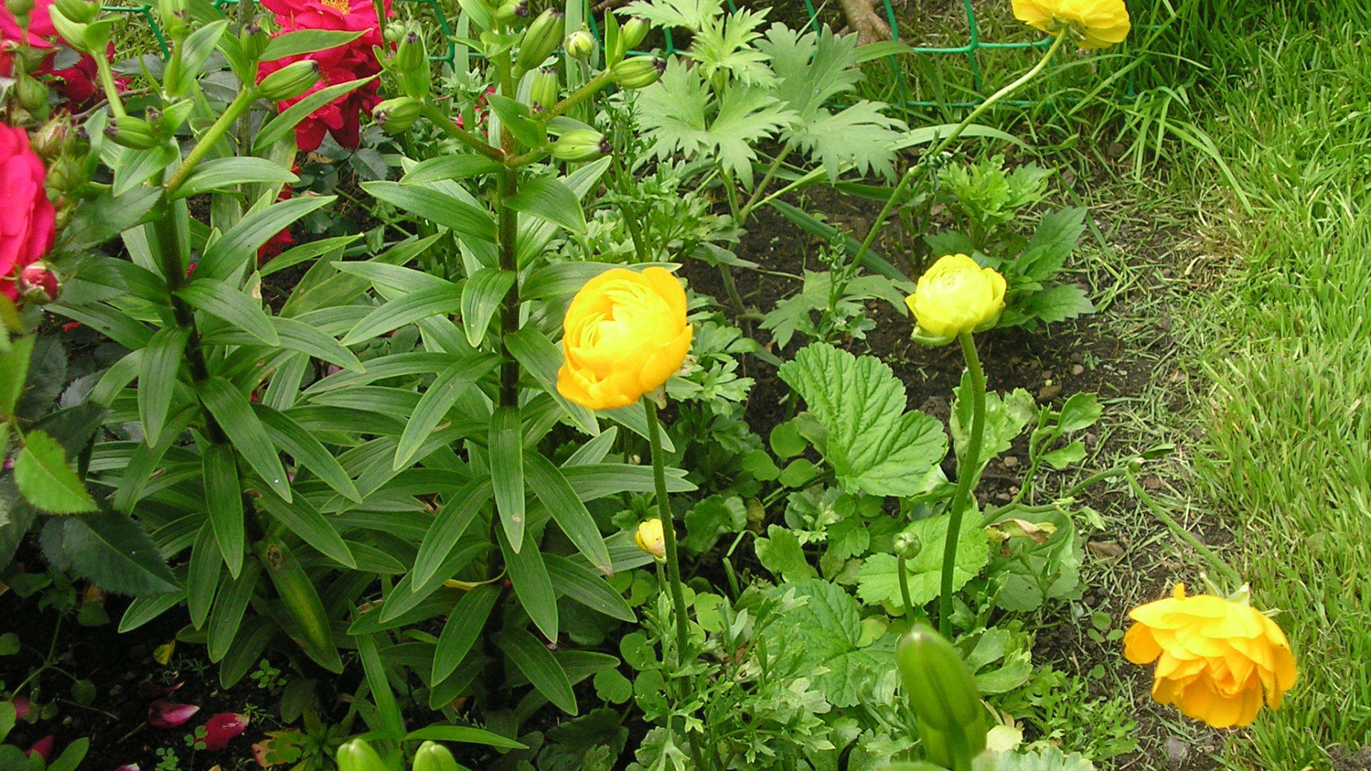 Растение бузульник на дачном участке