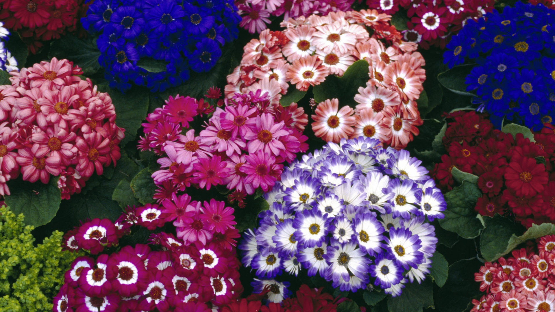 Красочный букет