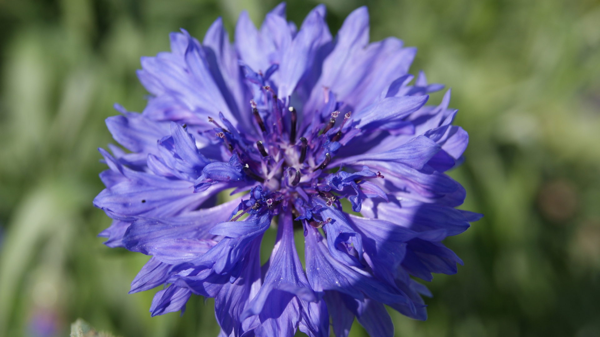 Красивые цветы васильки в парке