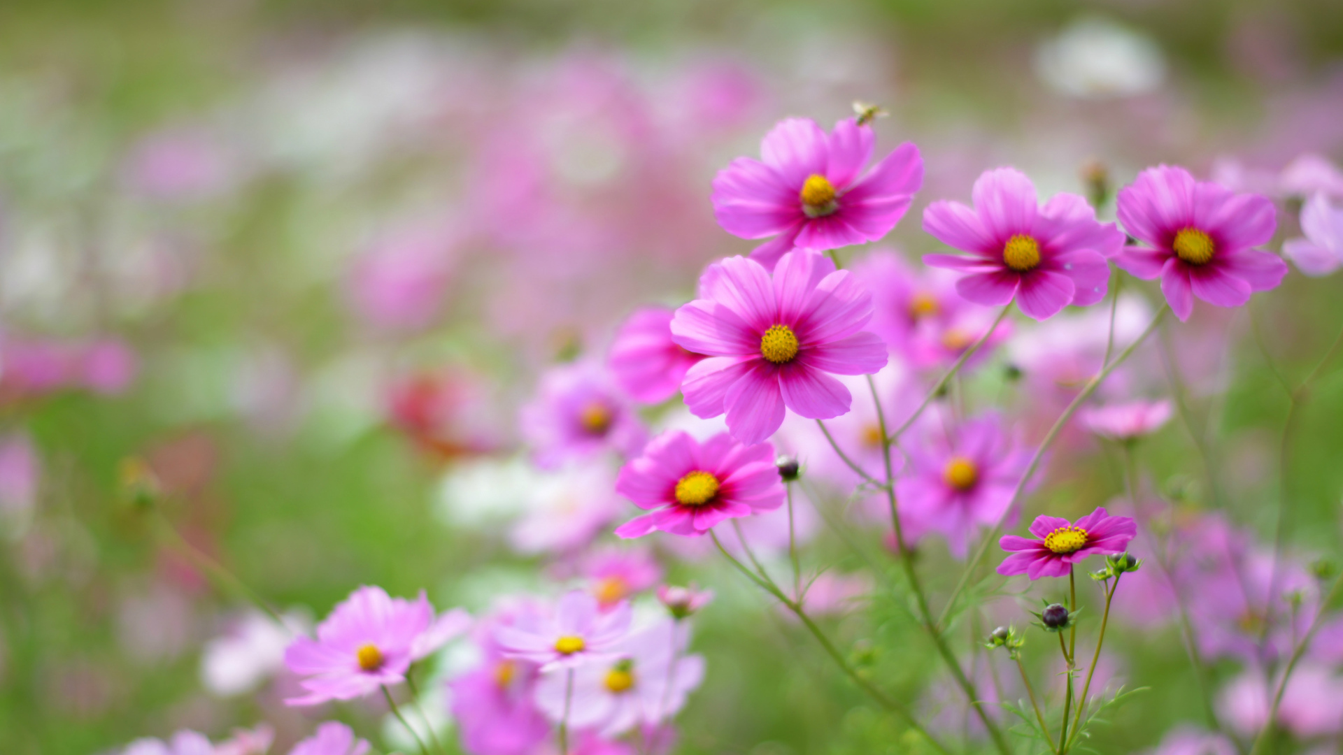 Выращивание цветов космея в саду