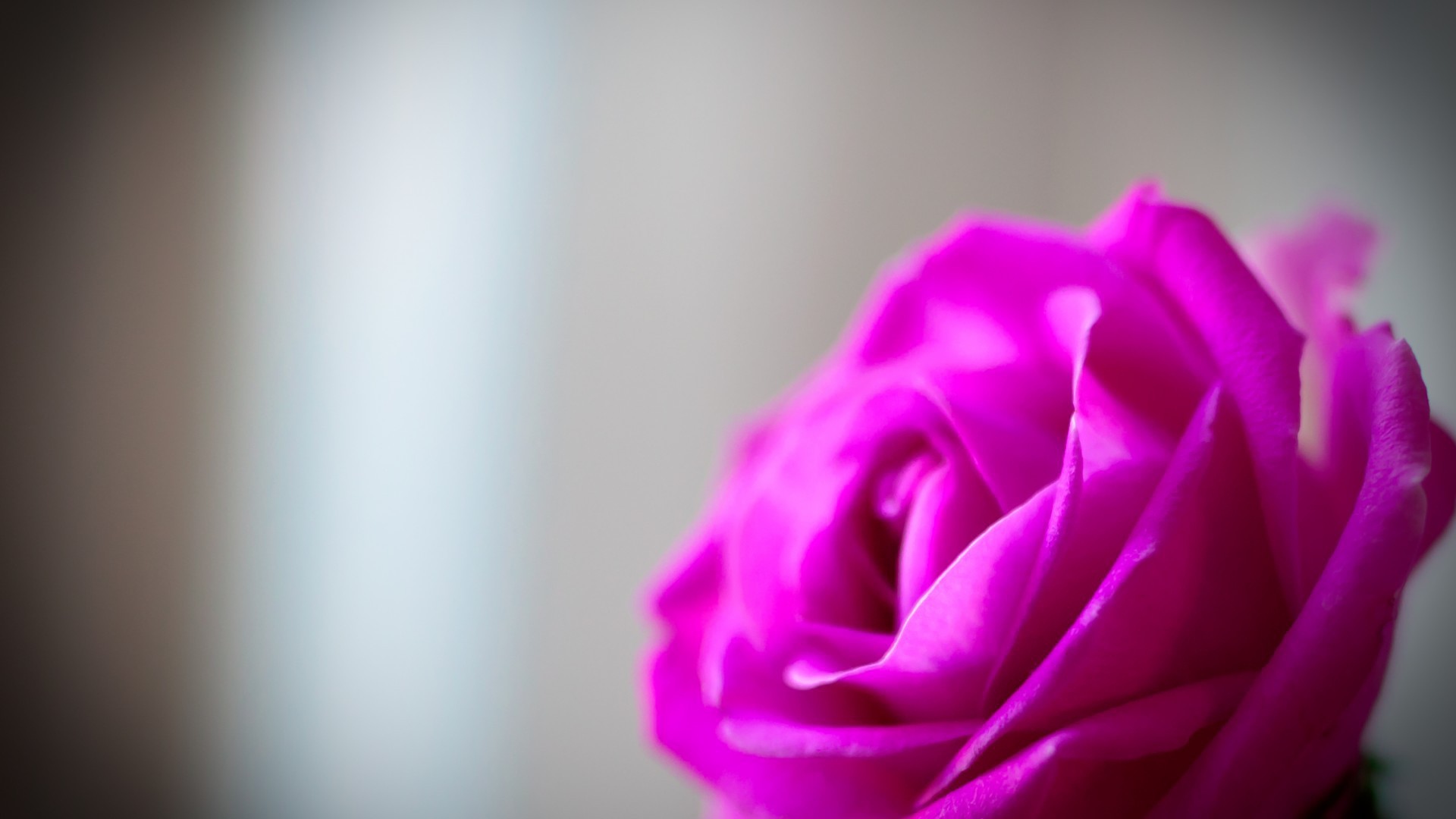 Mалиновая роза