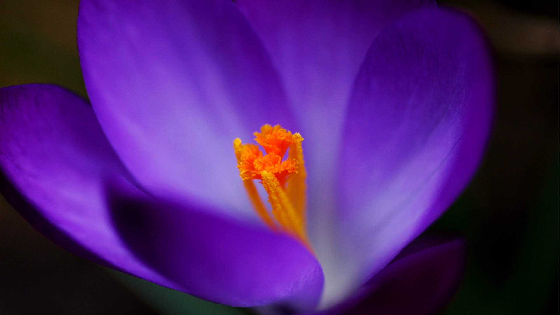 Весенние цветы Крокус