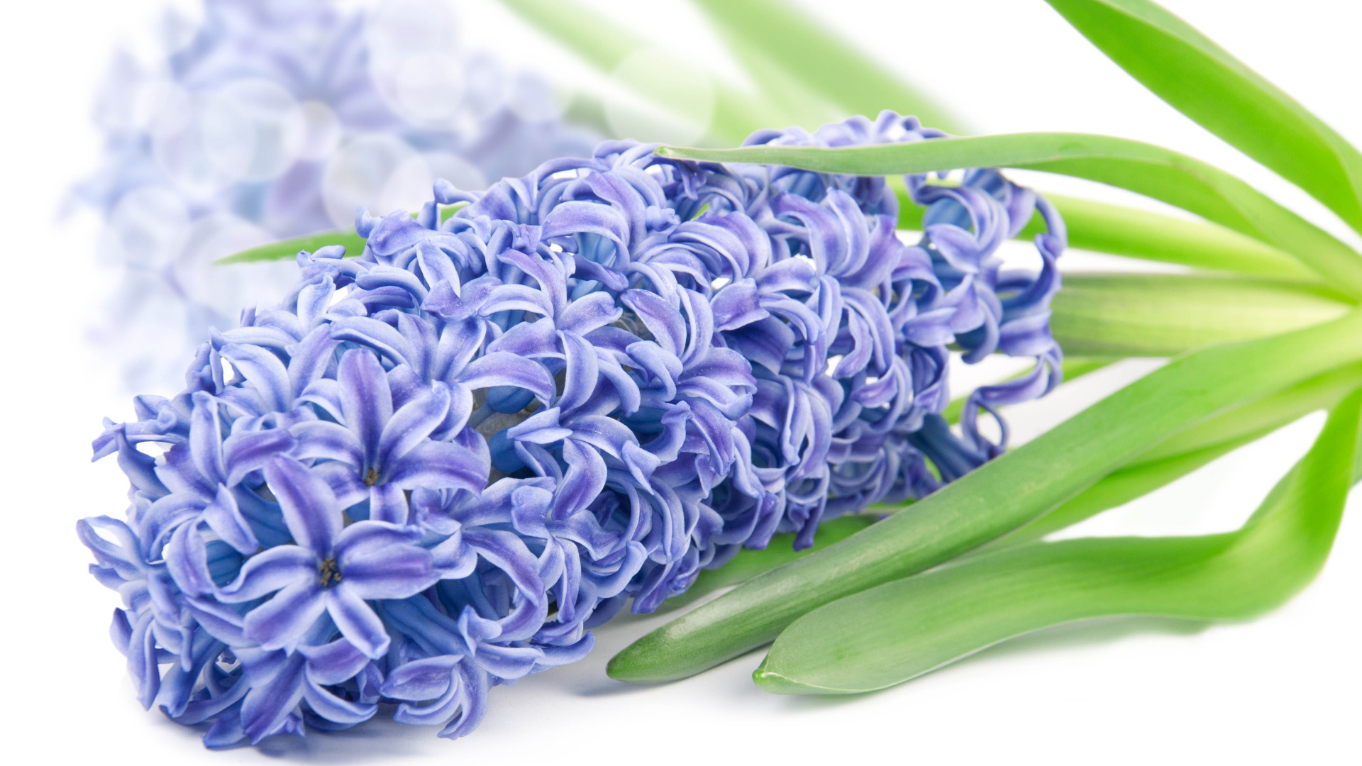 Нежный цветок гиацинт