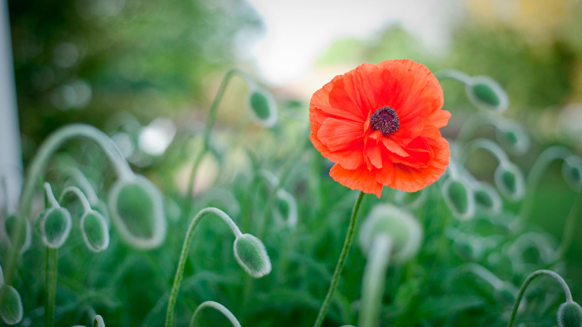 Божественный цветок красный мак