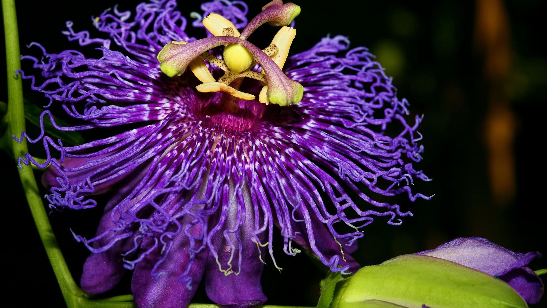 Экзотический цветок