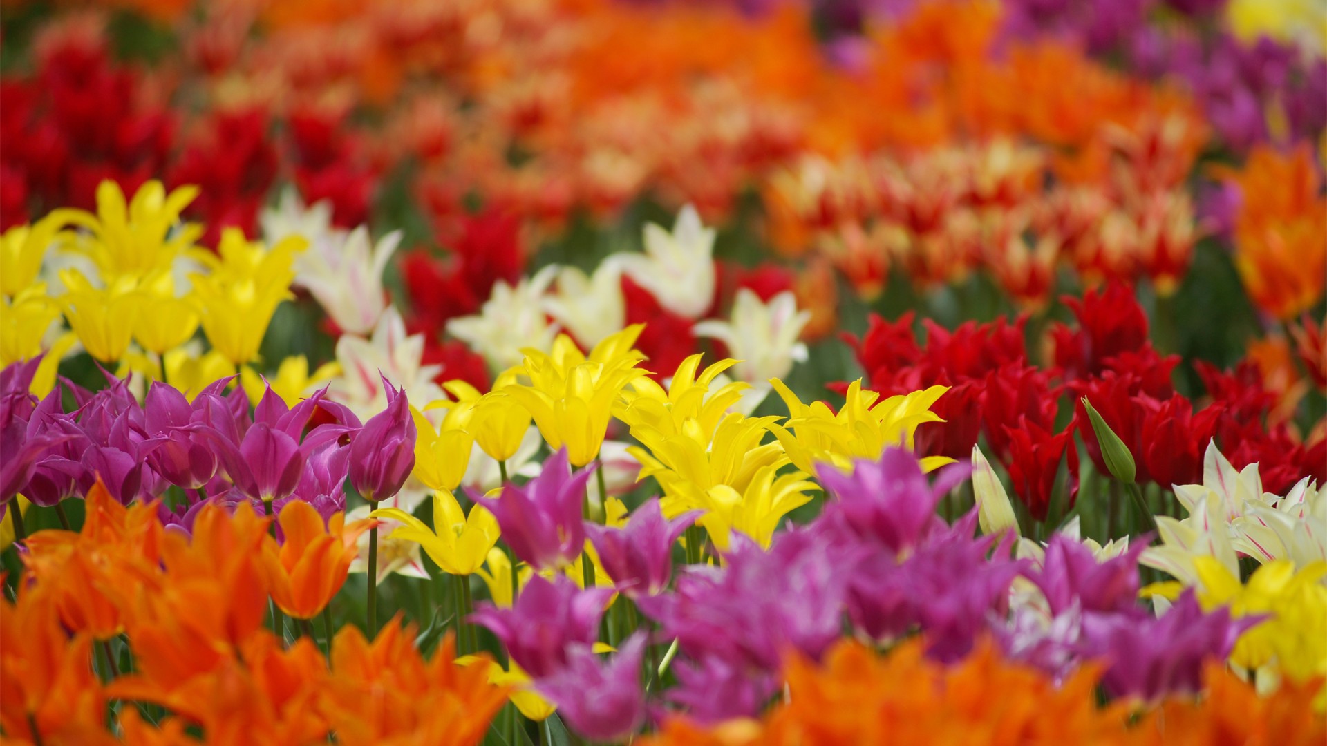 Поле разноцветных цветов