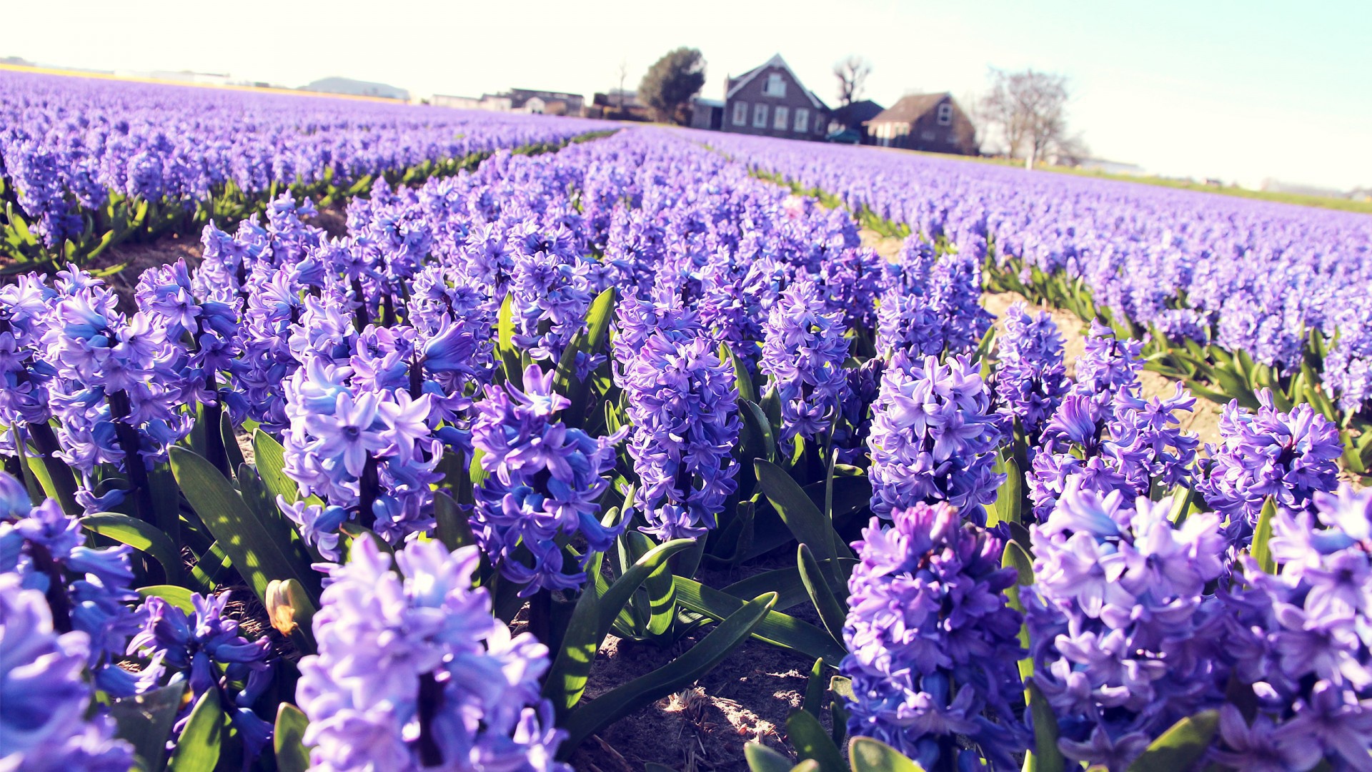 Поле сиреневых цветов