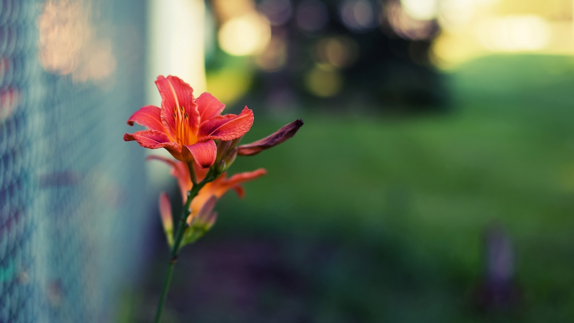 Цветок и стеклоблок