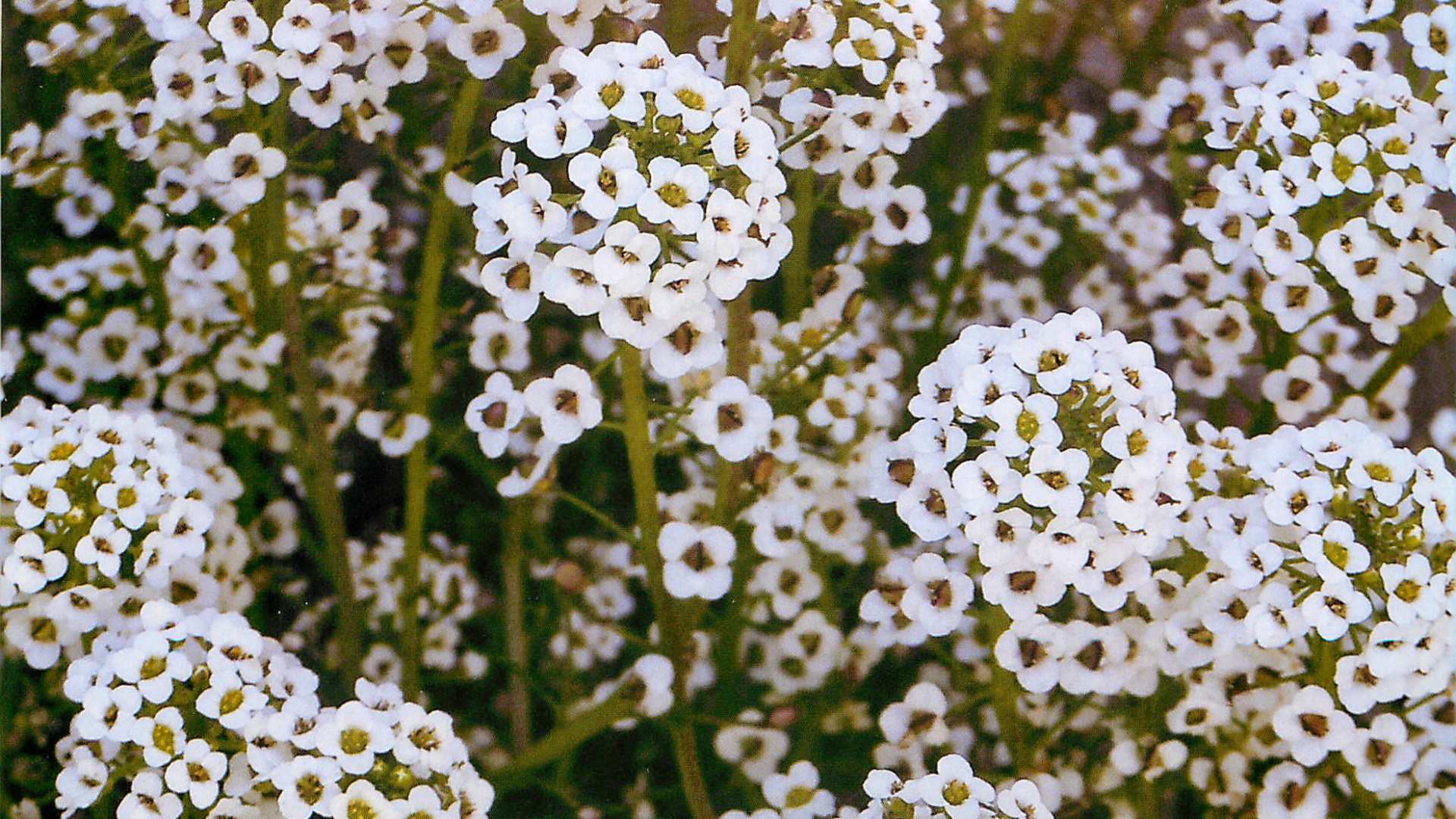 Выращивание цветов алиссум в саду