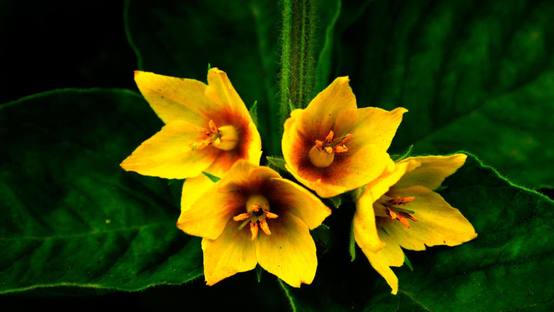 Выращивание цветов колокольчик в саду