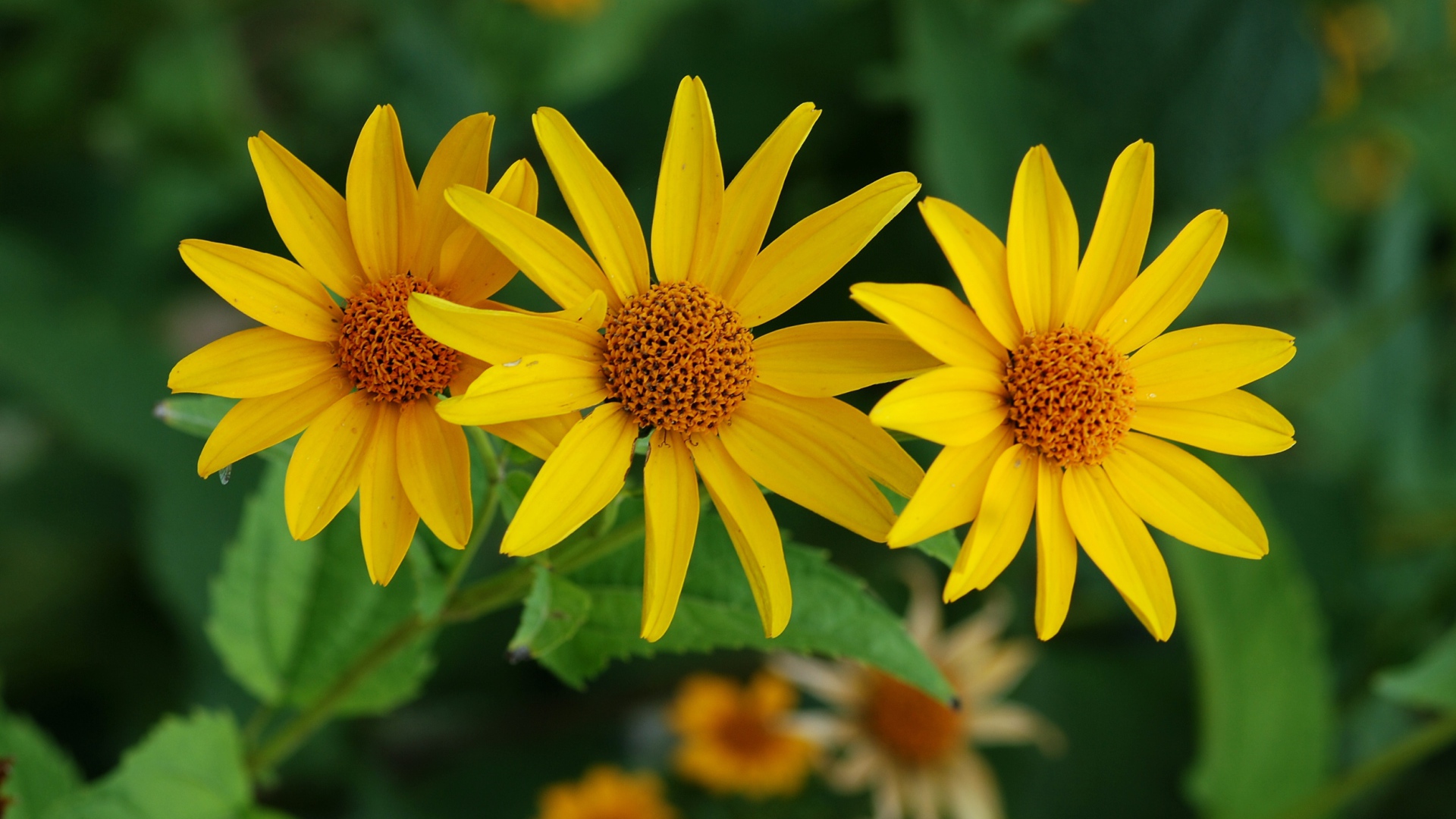 Выращивание цветов венидиум в саду