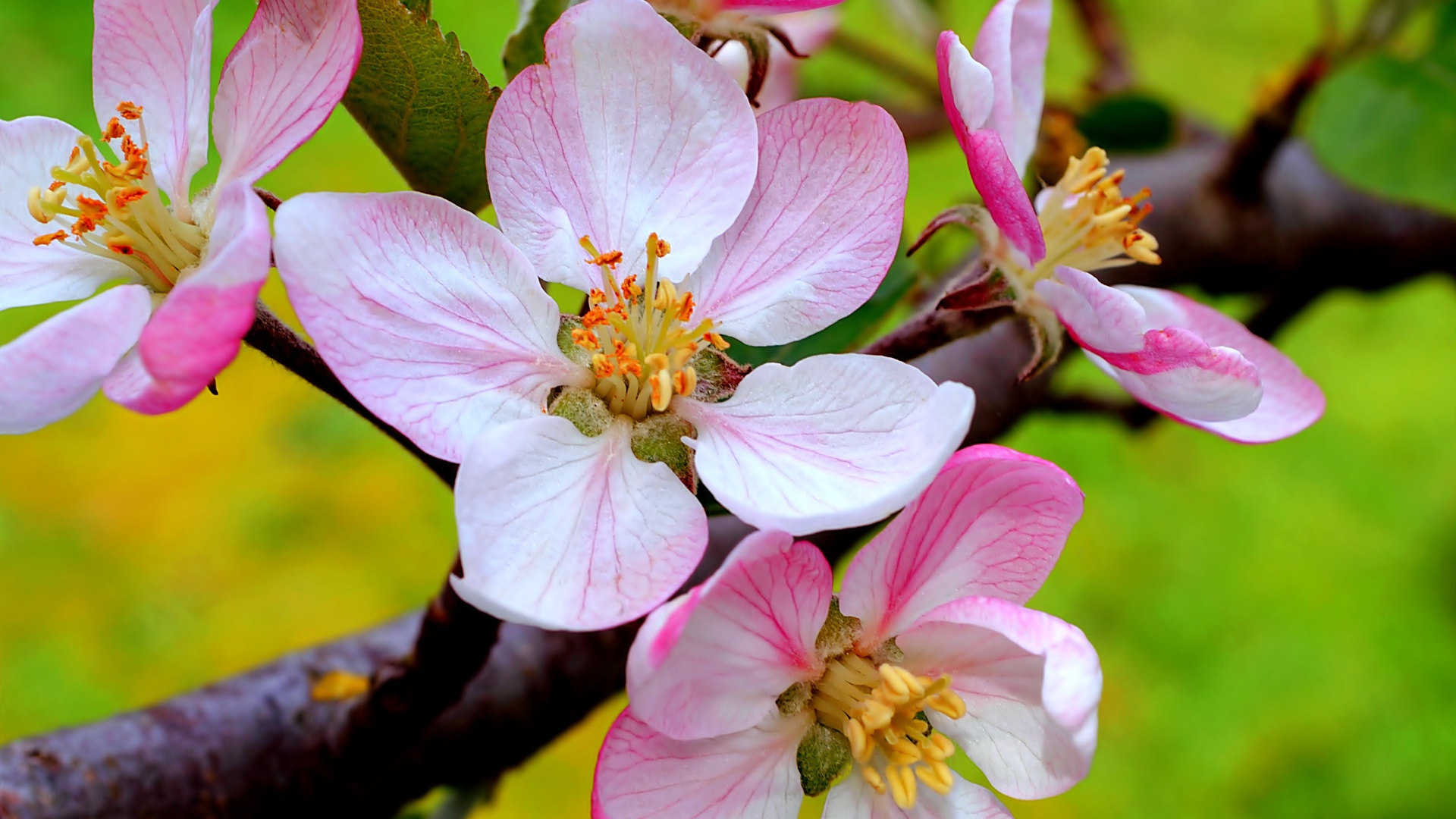 Цветы на ветке