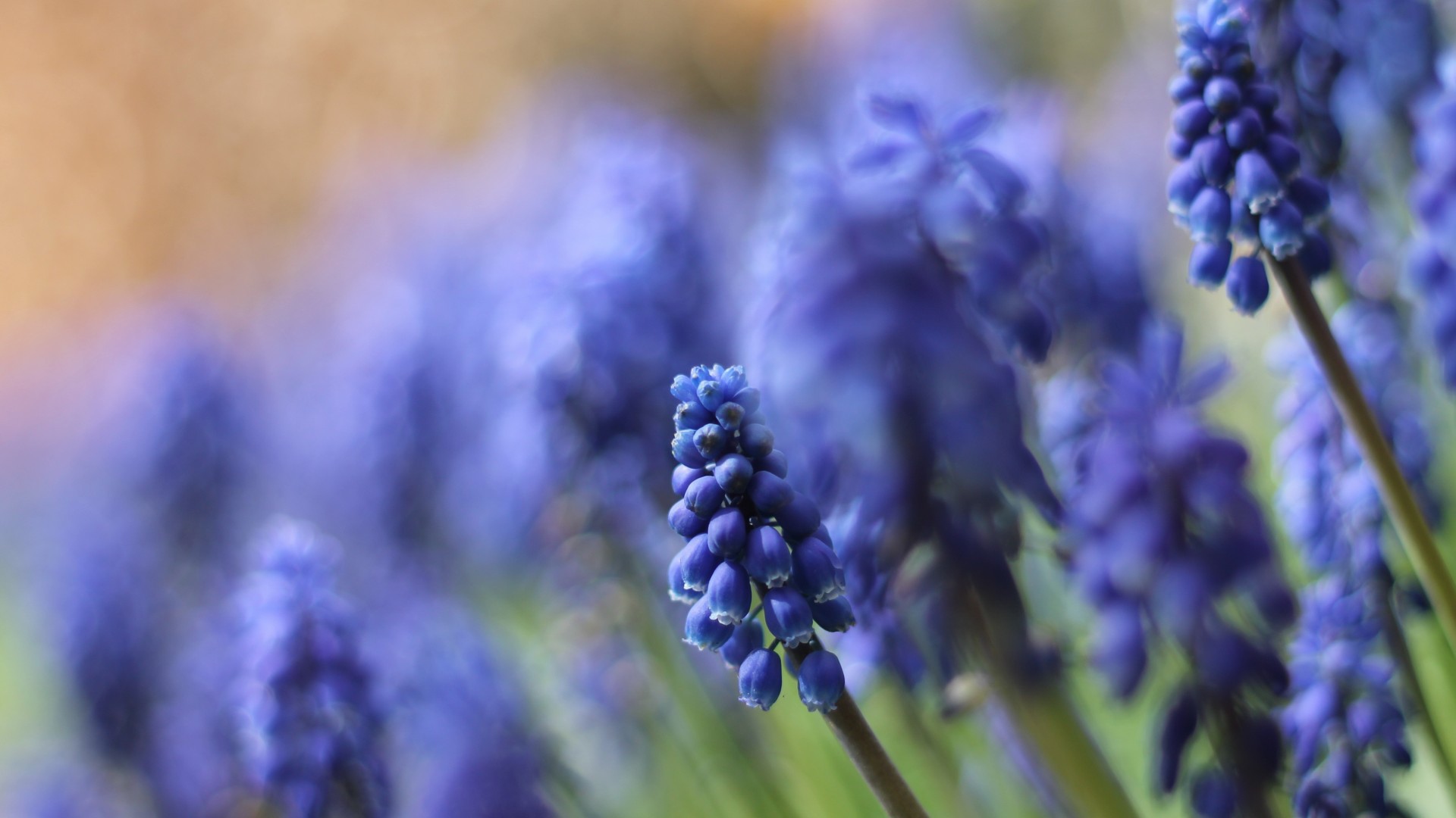 Цветы кисточкой