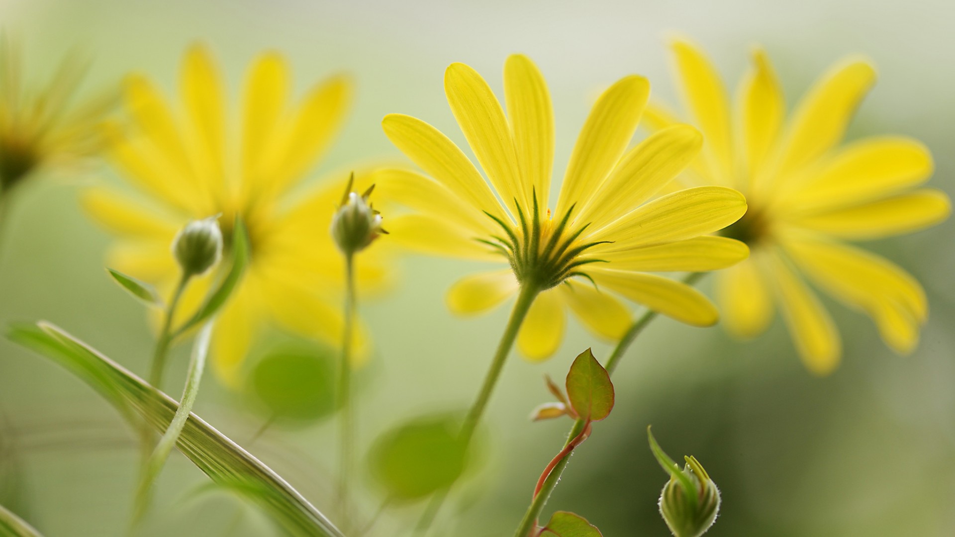 Цветы с длинными лепестками