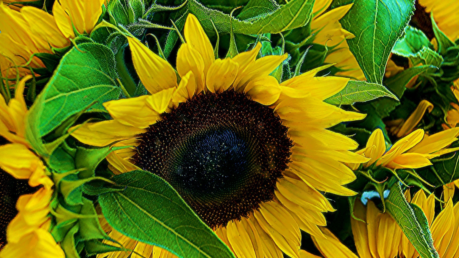 Цветы молодого подсолнуха