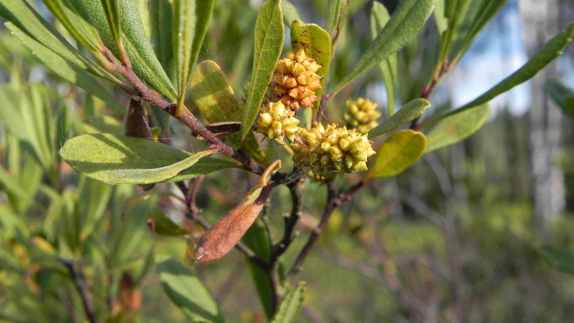 Растение восковник на клумбе в саду