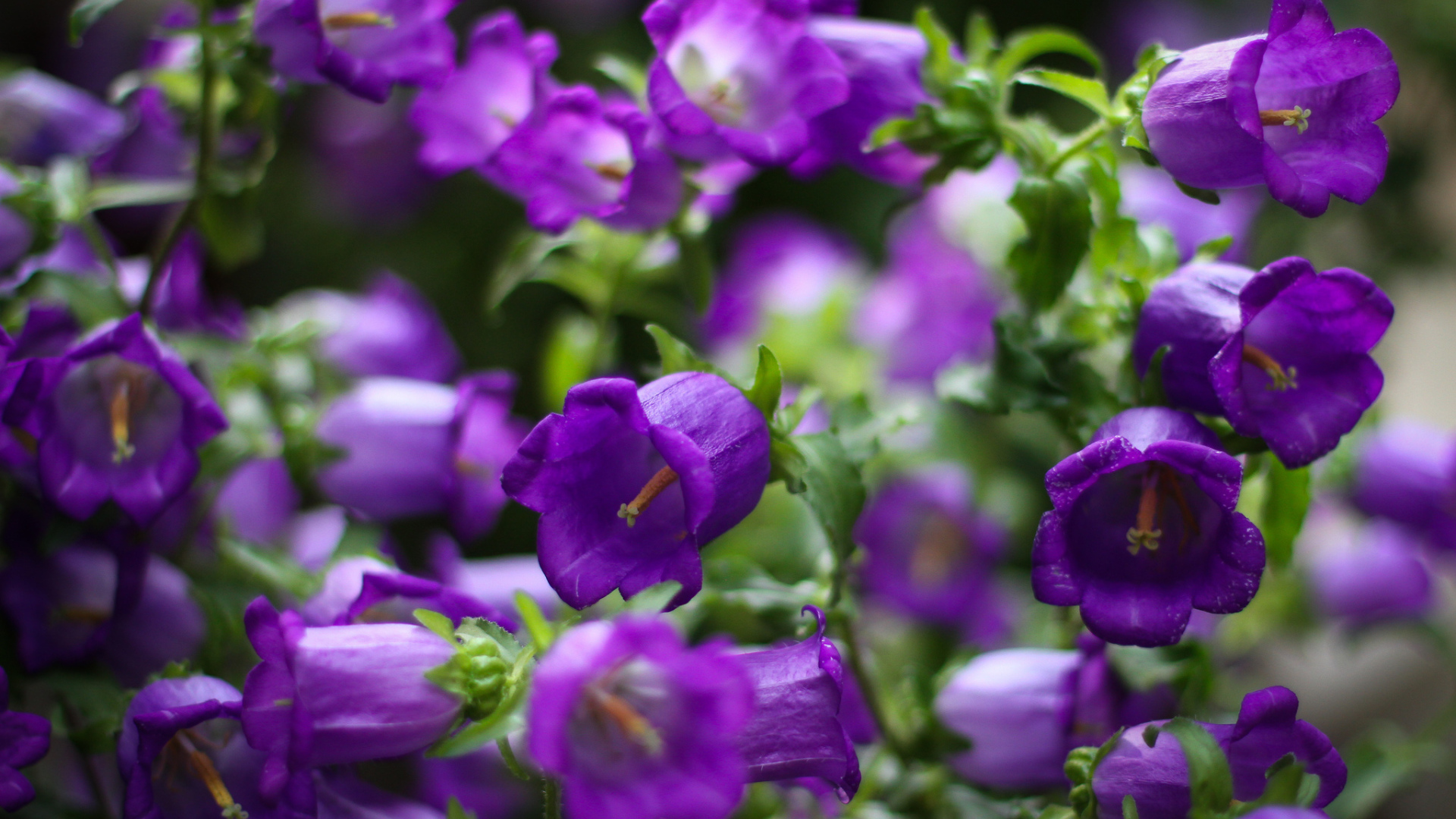 Садовые колокольчики