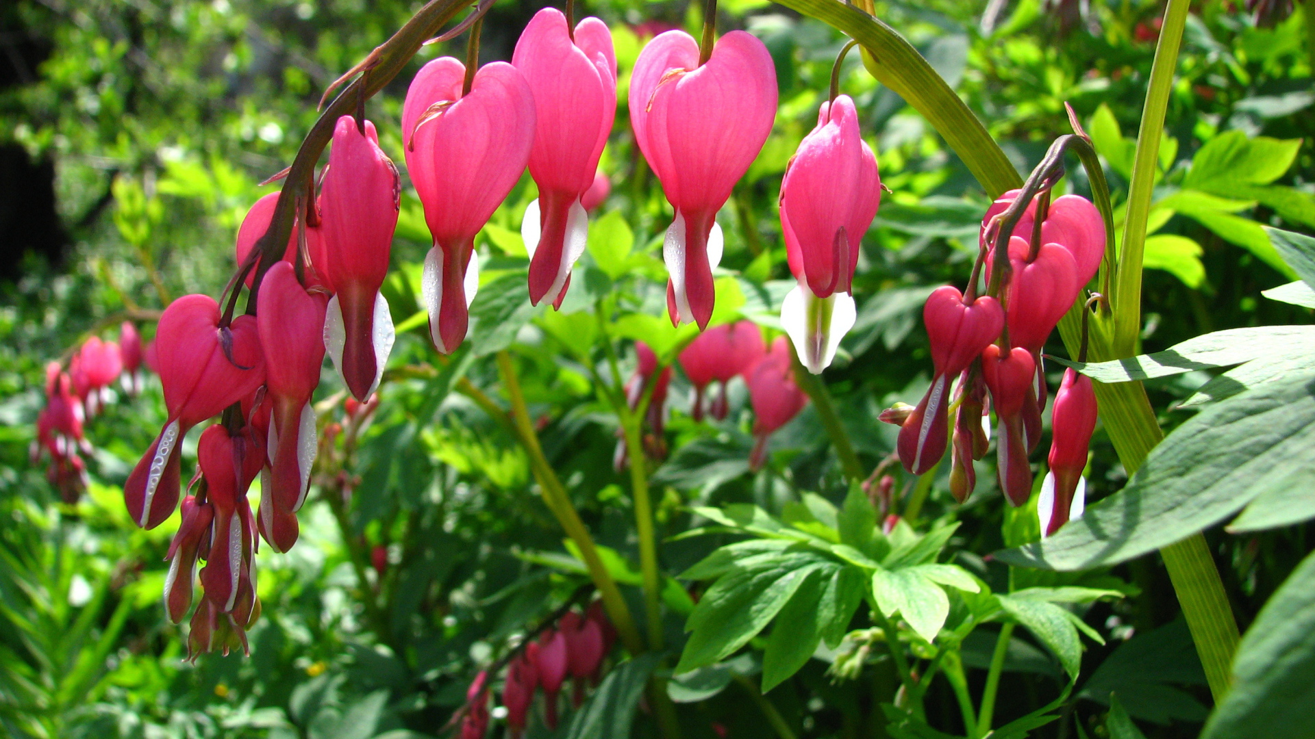 Садовые цветы дицентра на дачном участке