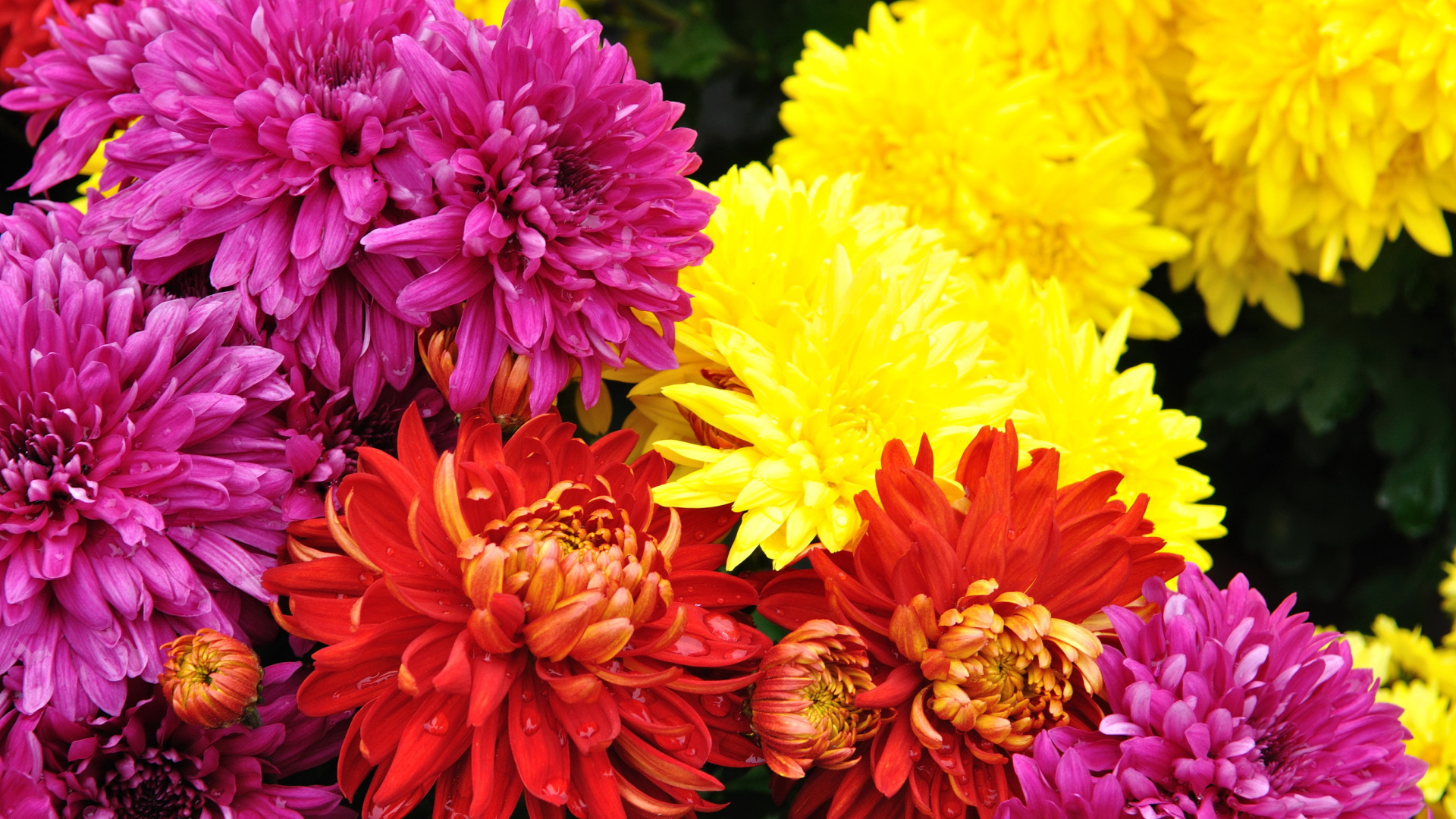 Садовые цветы хризантема на дачном участке