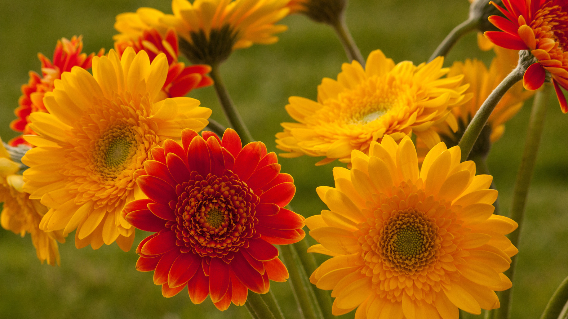 Садовые цветы гербера на дачном участке
