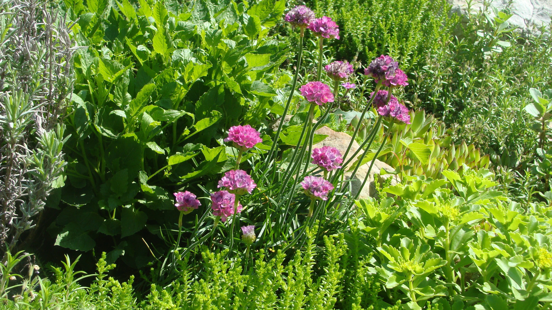 Садовые цветы армерия на дачном участке