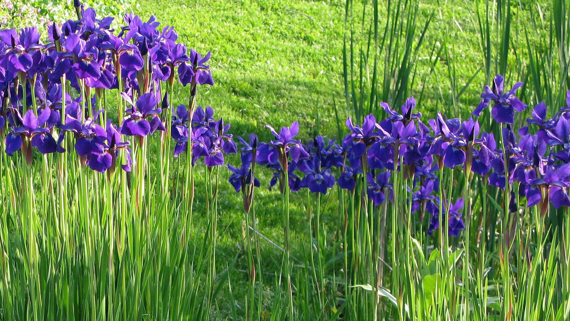 Полянка с ирисами