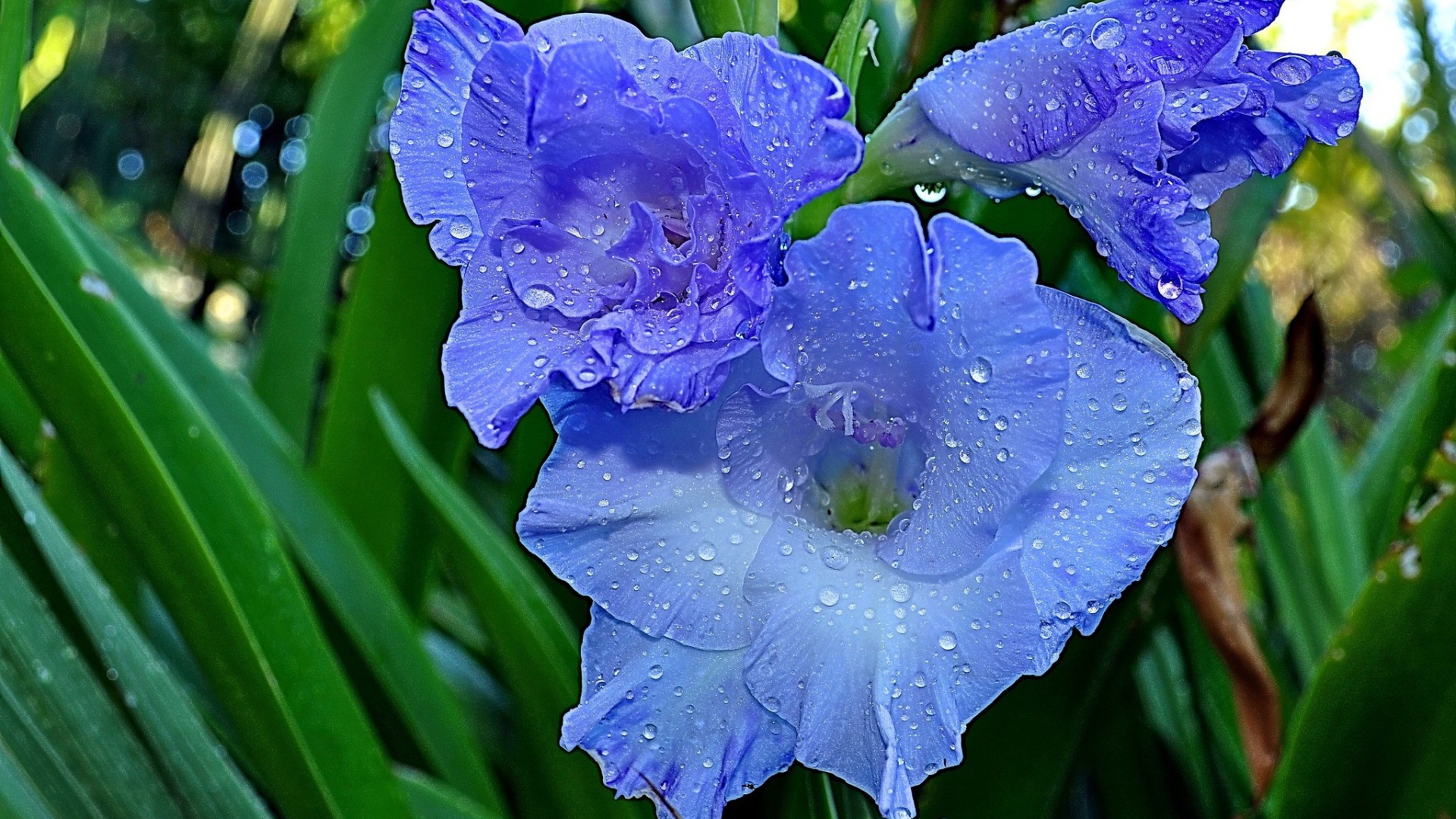 Гладиолусы в утренней росе