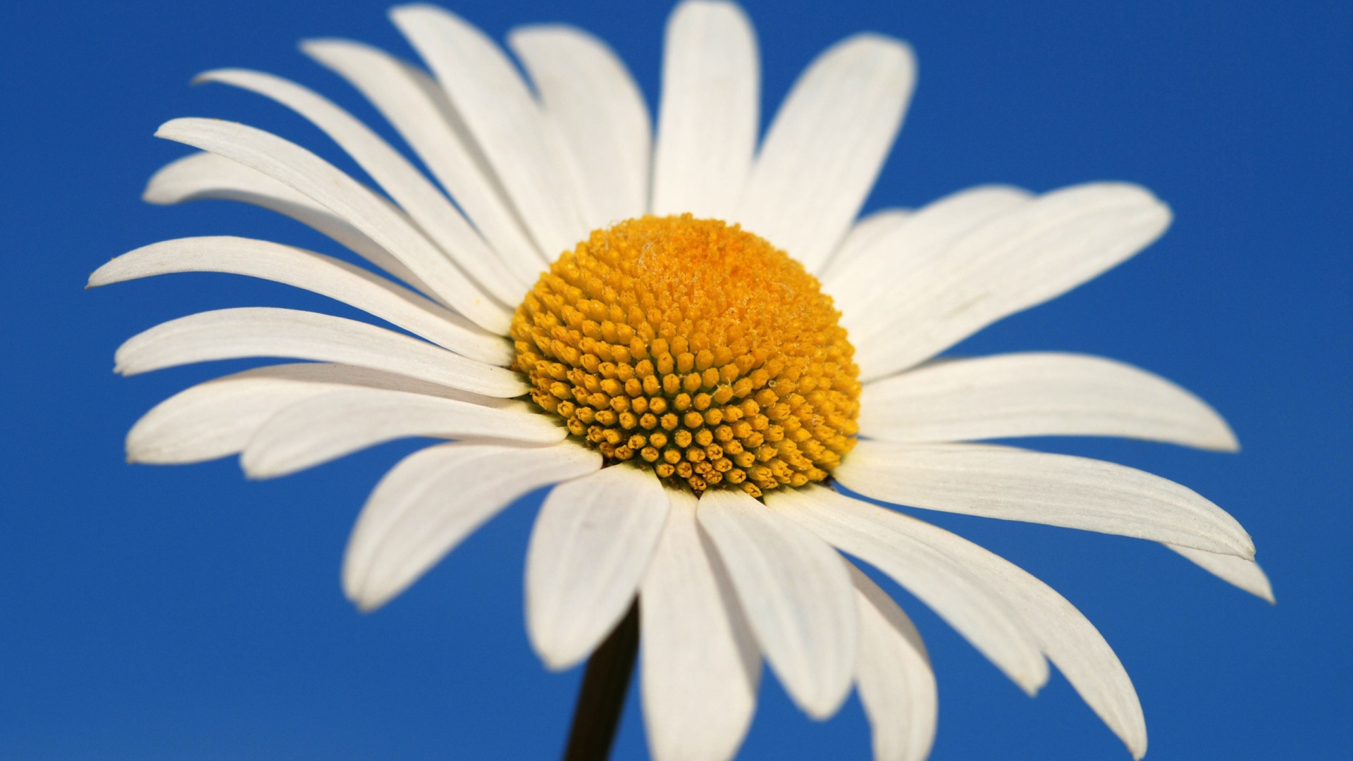 Большая белая ромашка