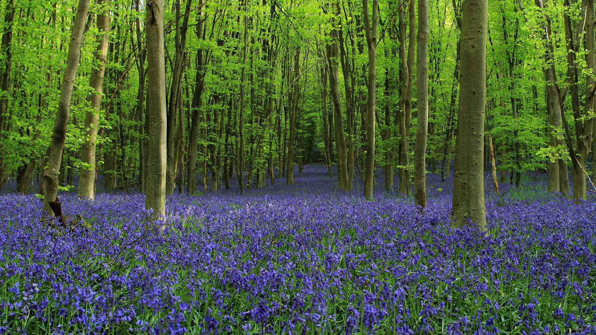 Роща среди густых колокольчиков