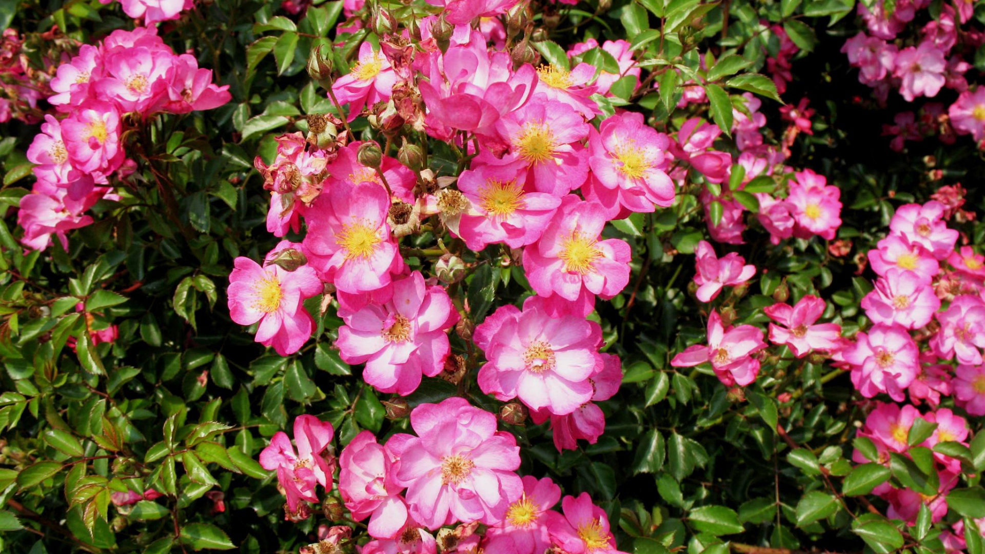 Выращивание цветов кларкия (годеция) в саду