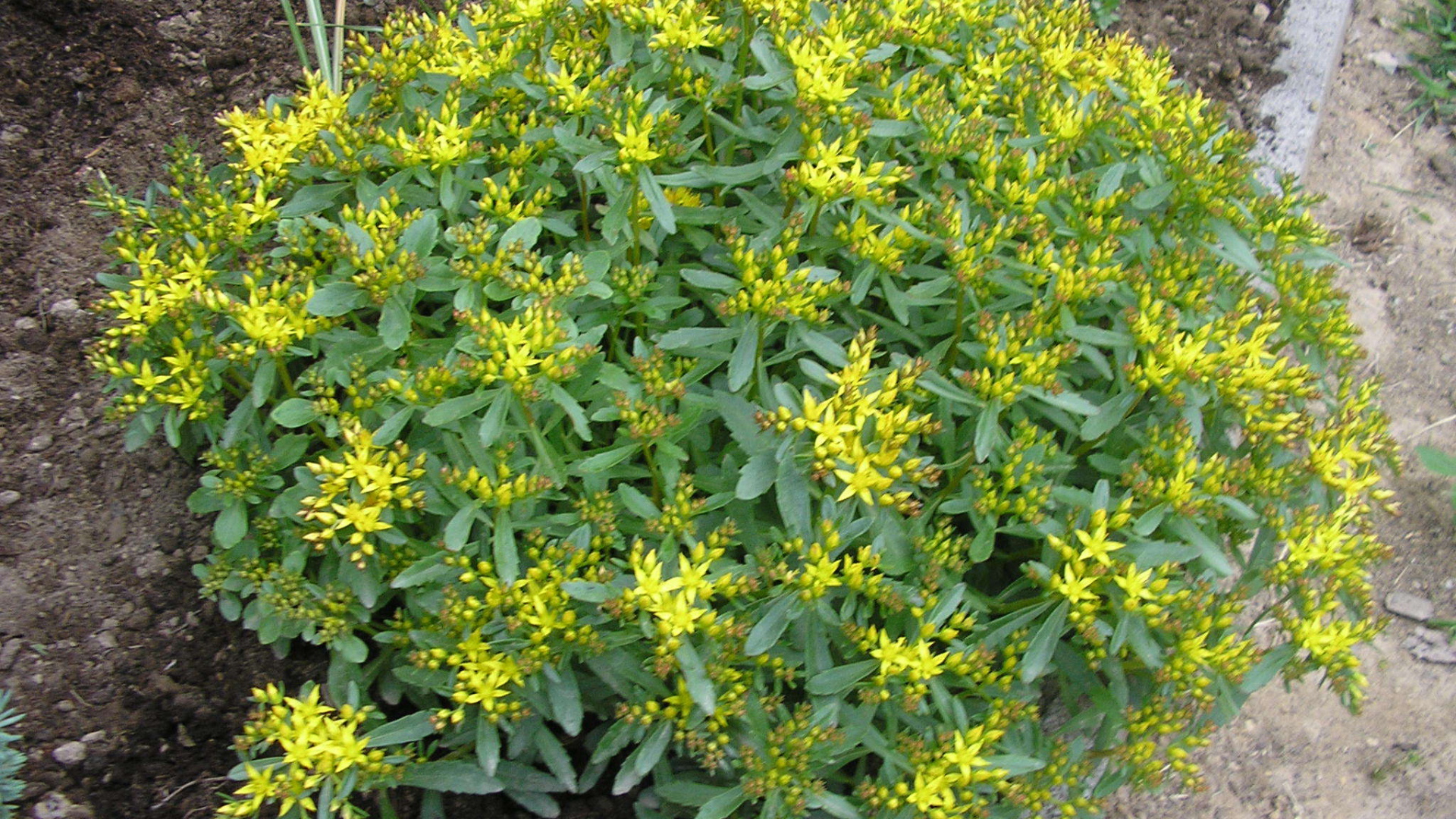 Выращивание седум в саду