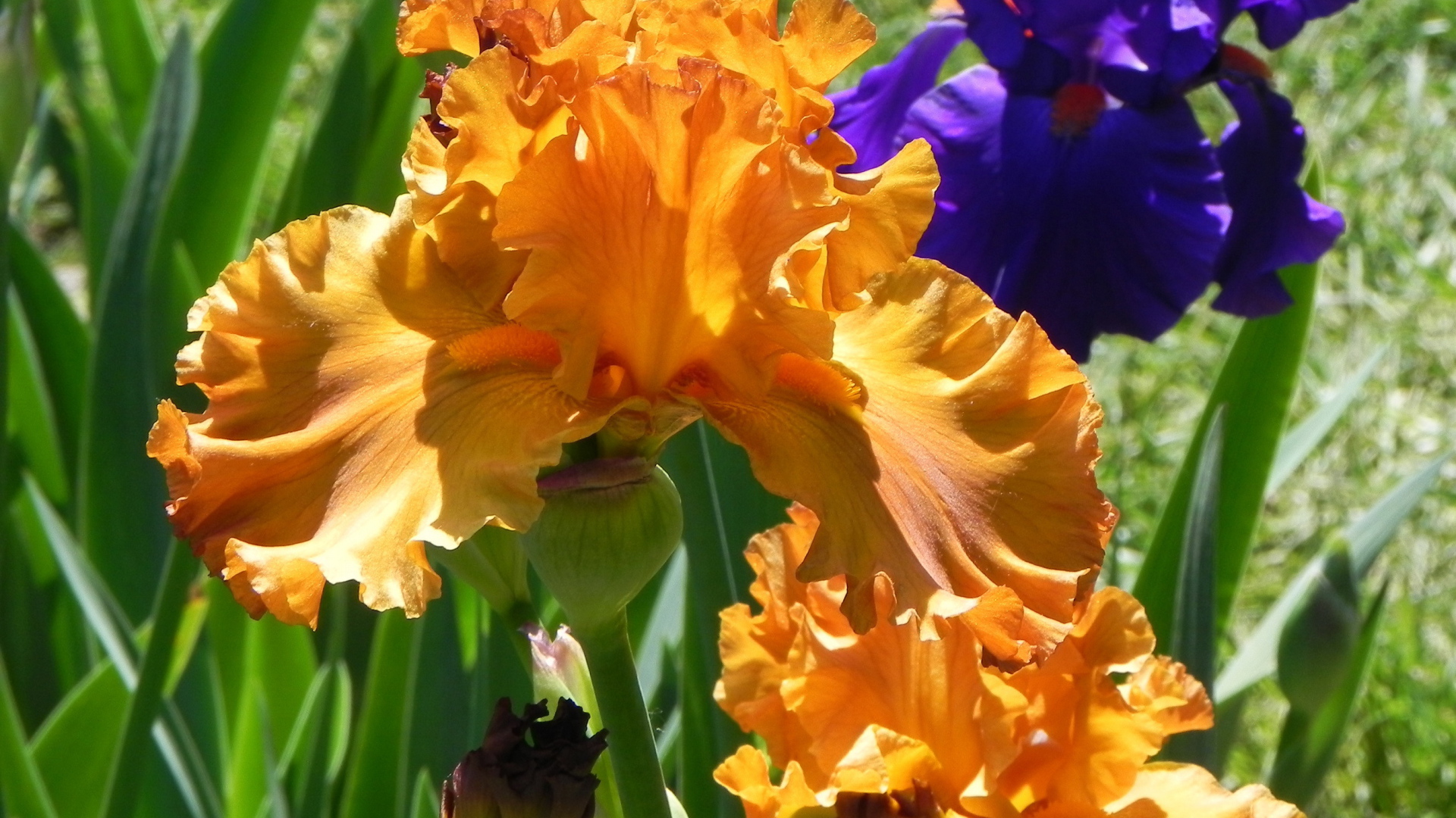 Выращивание цветов ирисы в саду