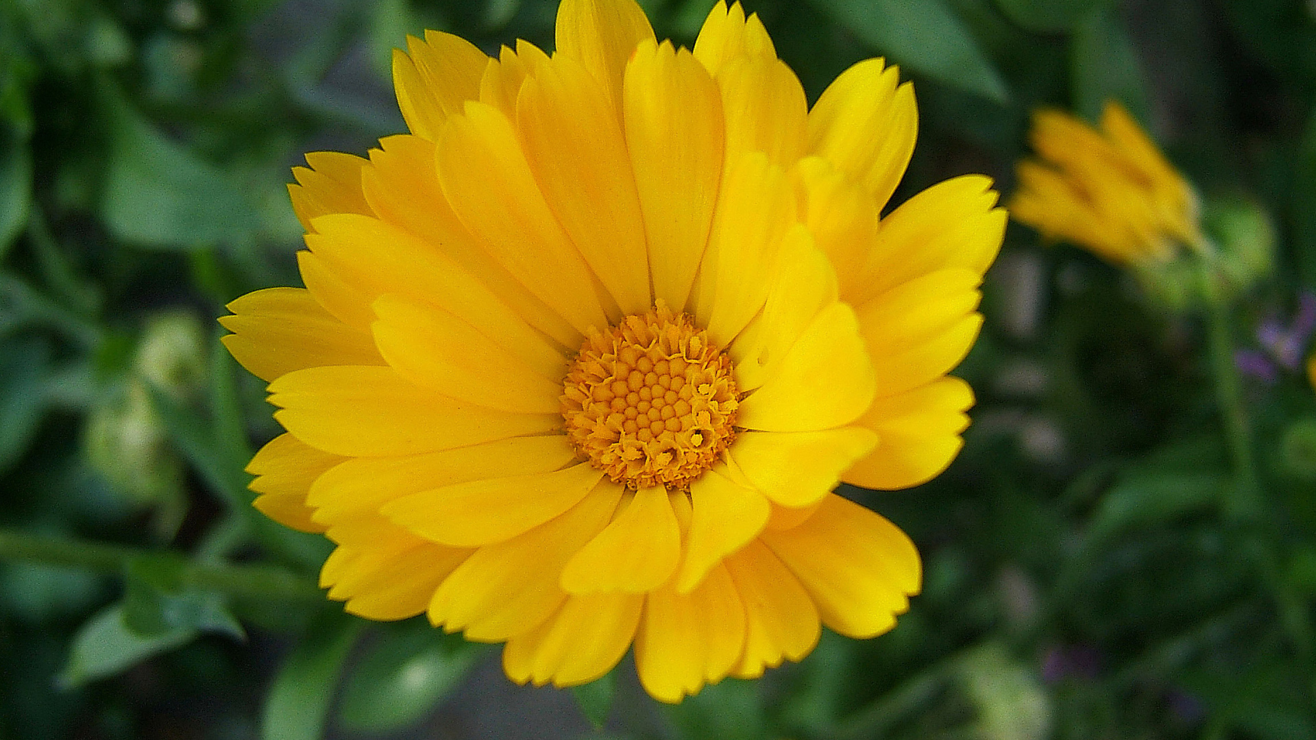 Выращивание цветов календулы в саду