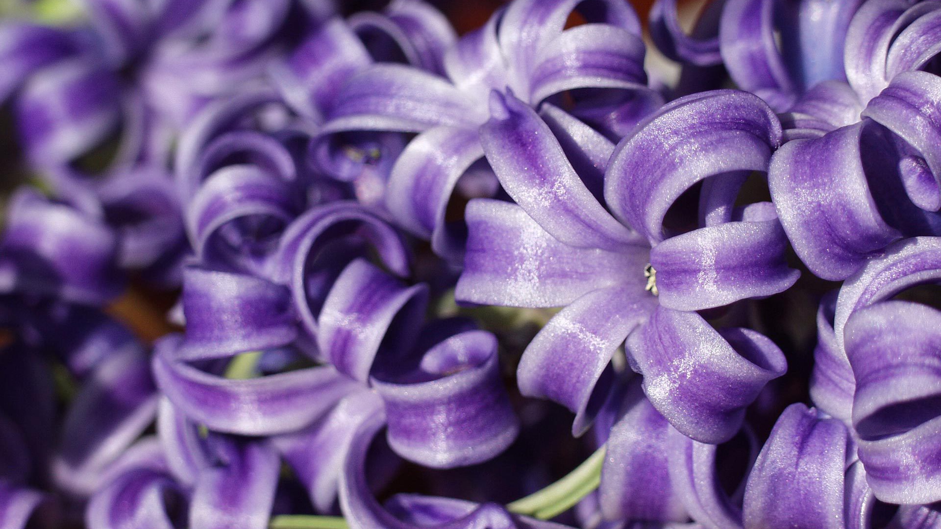 Цветы гиацинты расцвели в саду