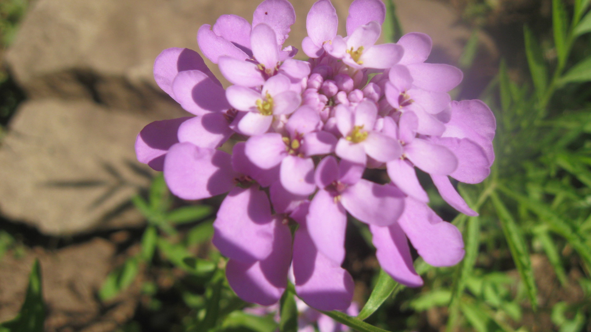 Выращивание цветов иберис в саду