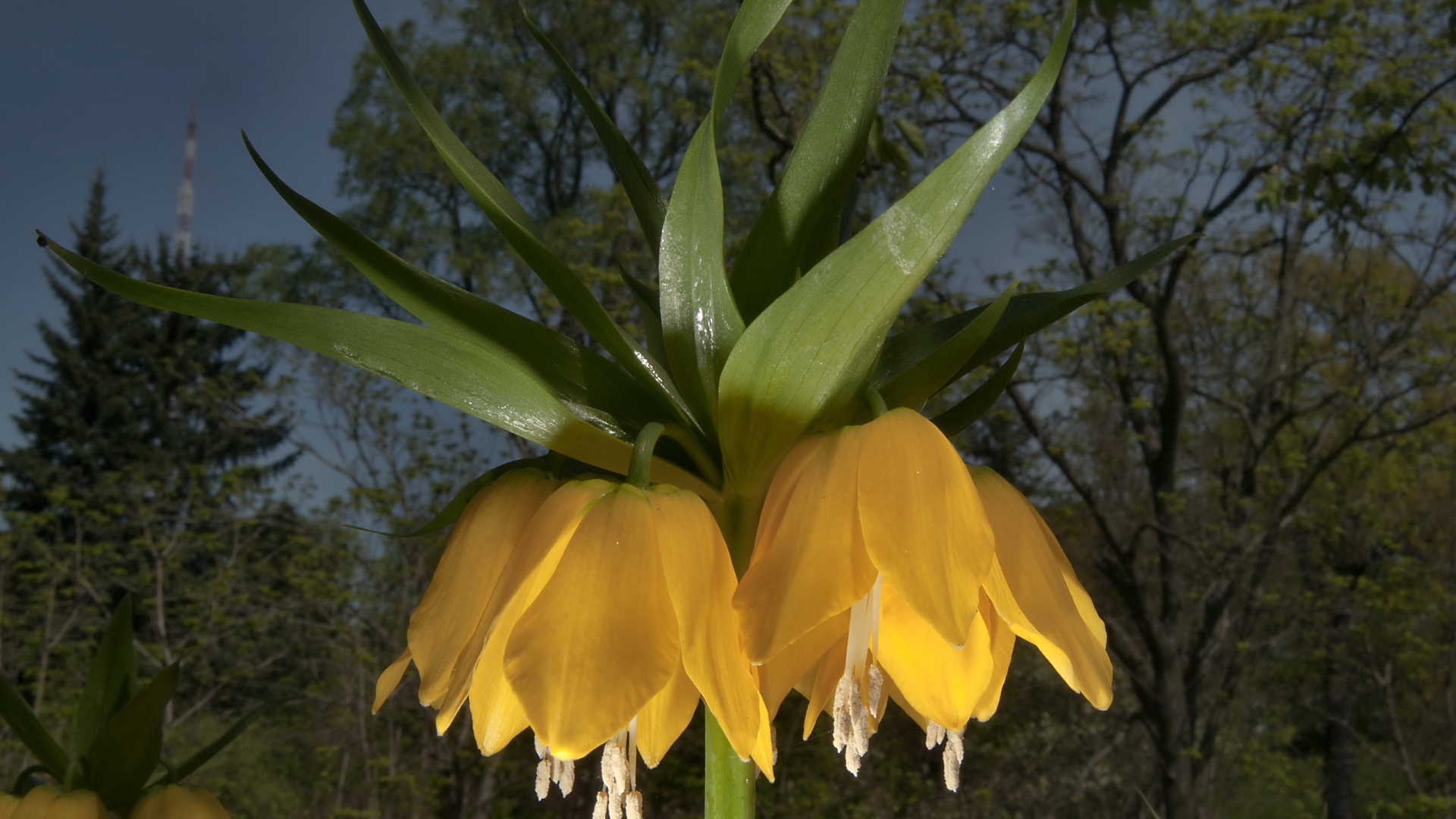 Садовые цветы рябчик императорский на дачном участке