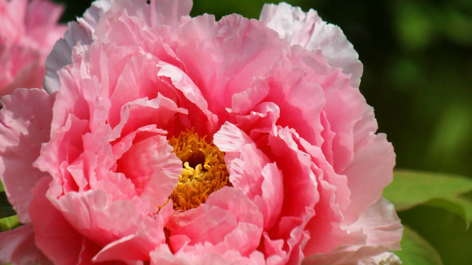 На поляне красивый цветок пион