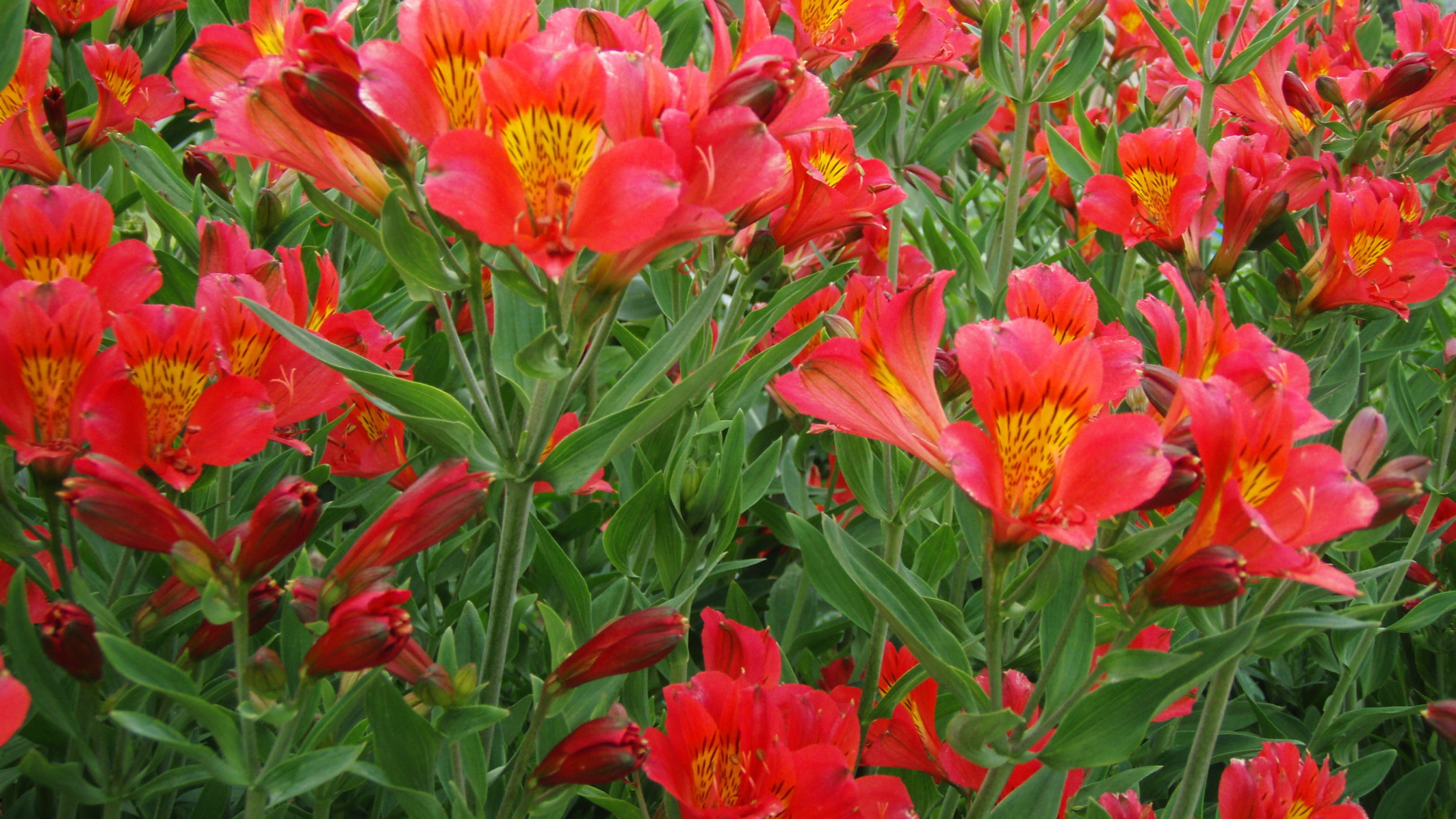 На поляне красивые цветы альстремерия