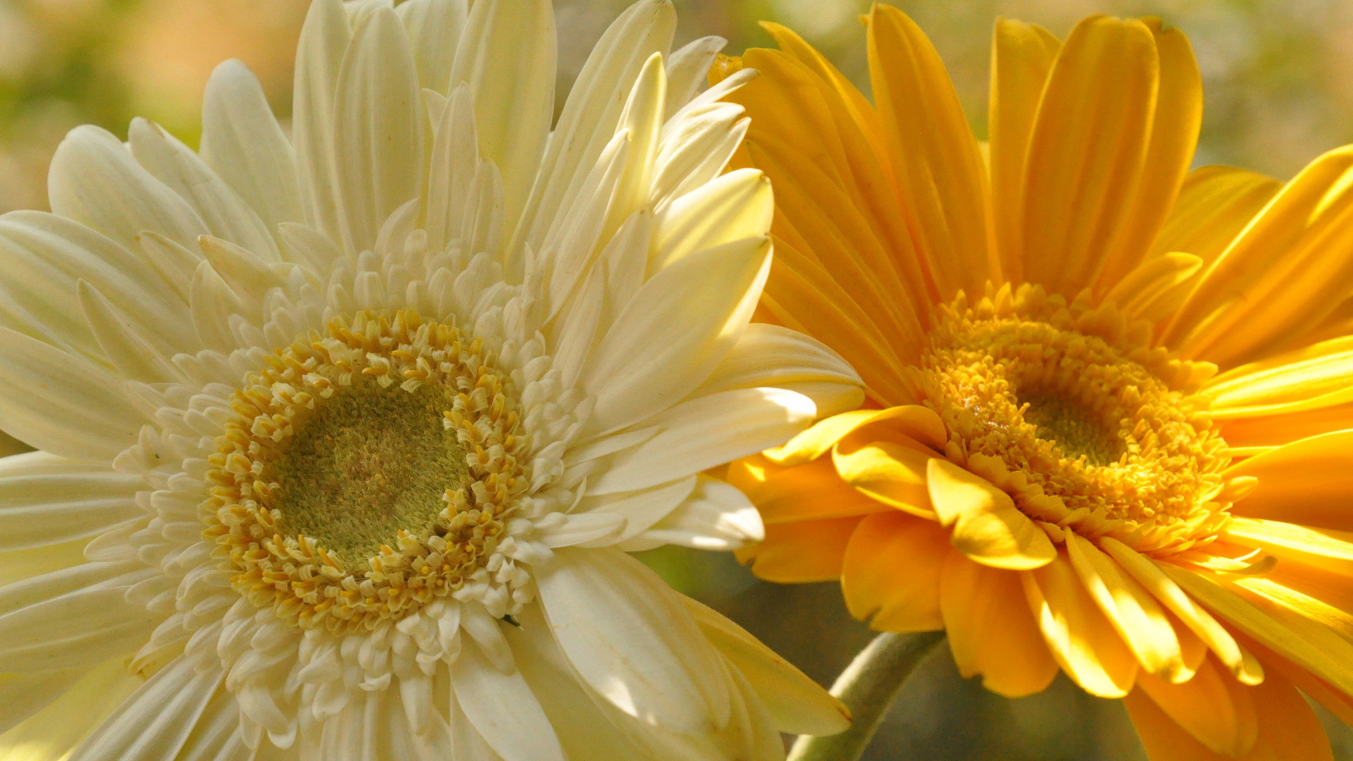 На поляне красивые цветы гербера