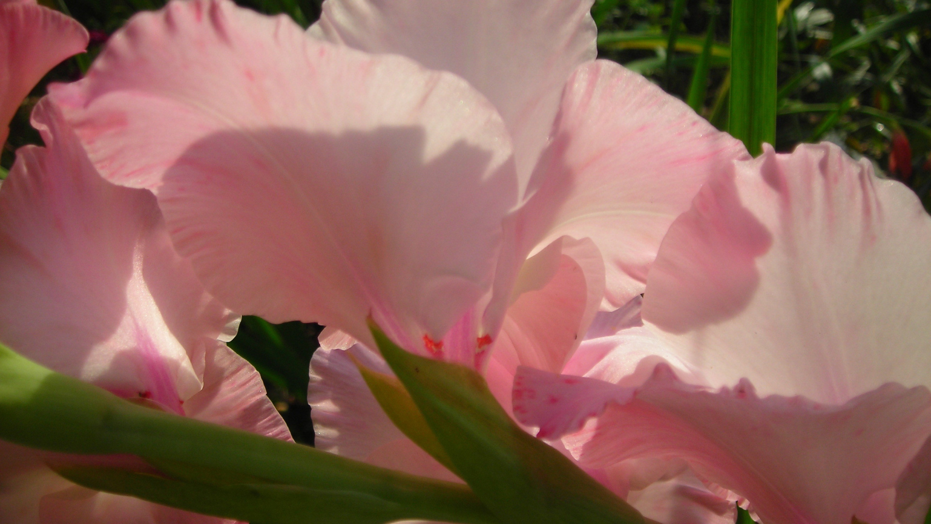 На поляне красивые цветы гладиолус