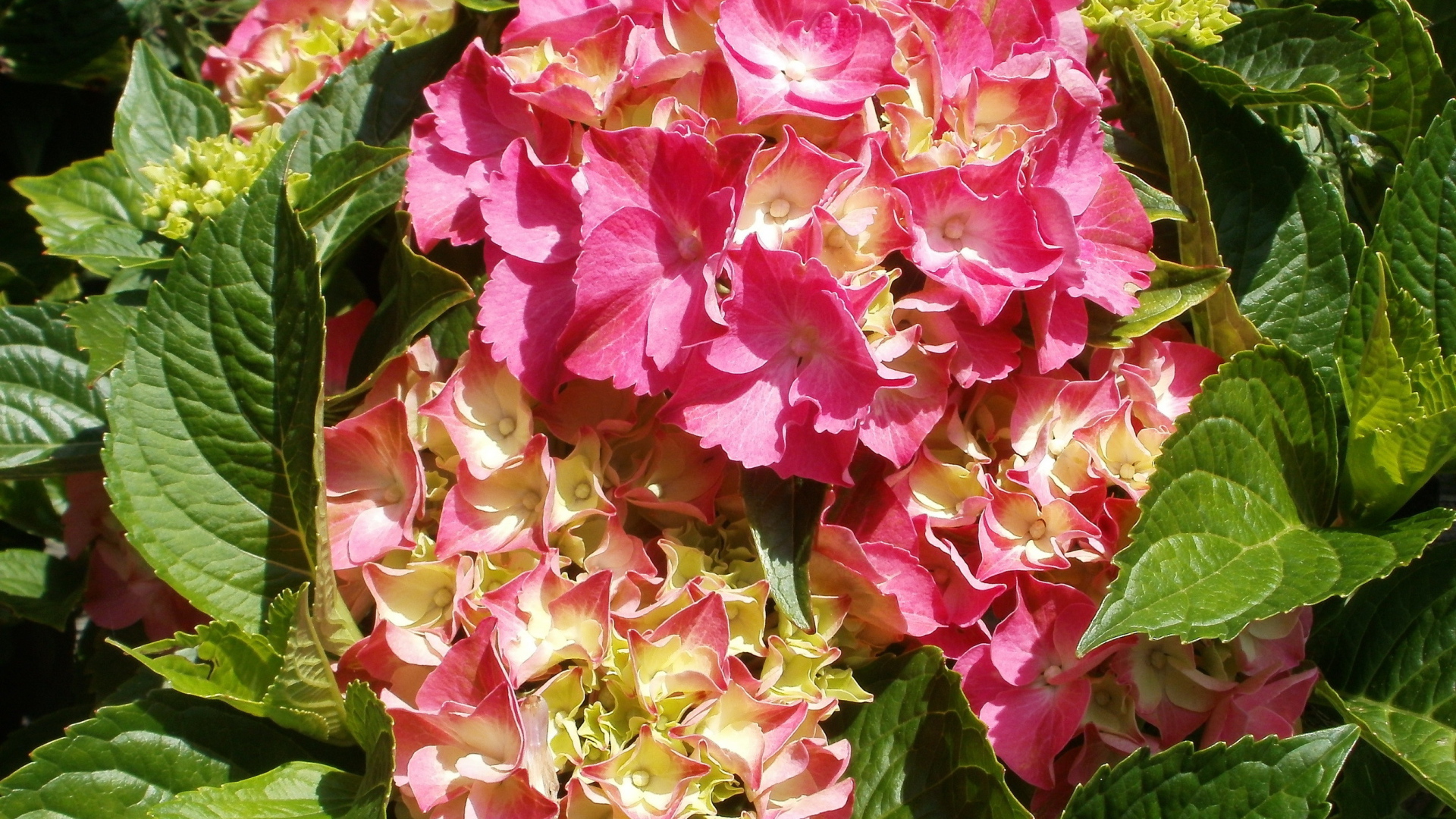 На поляне красивые цветы гортензия