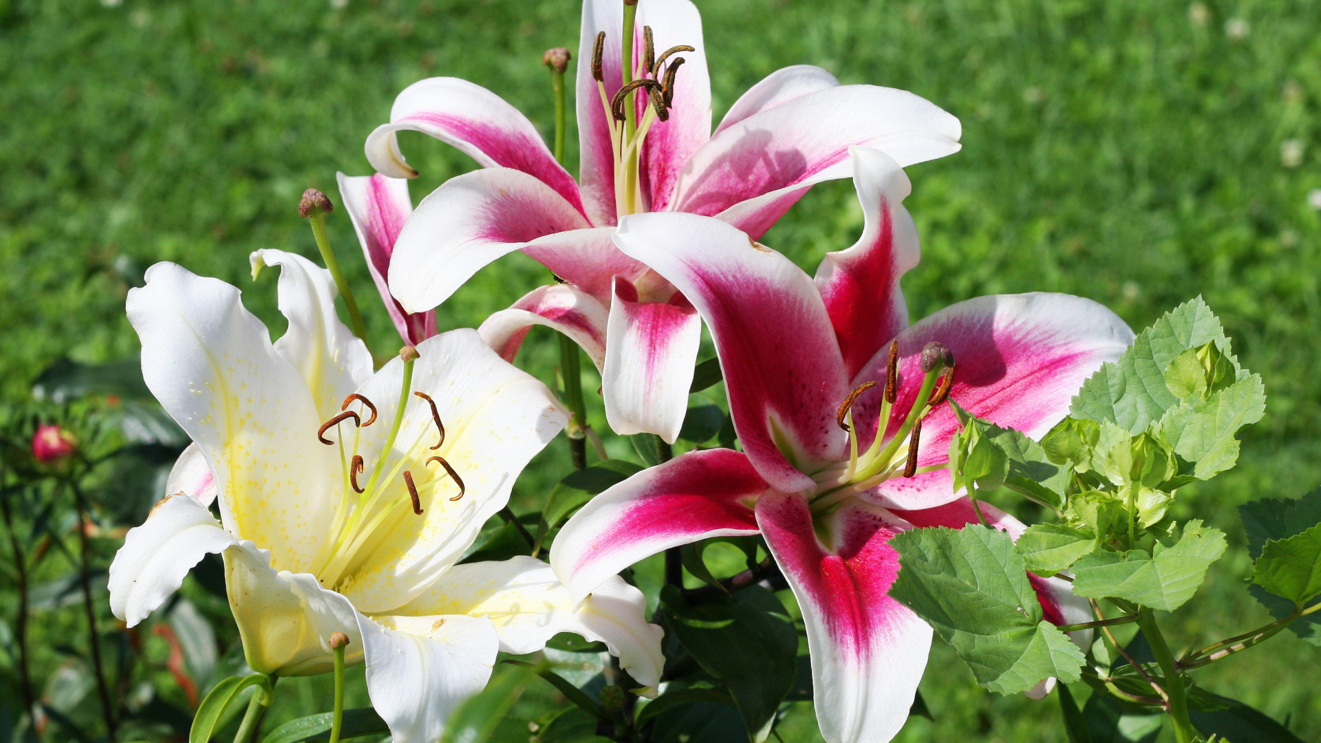 На поляне красивые цветы лилия