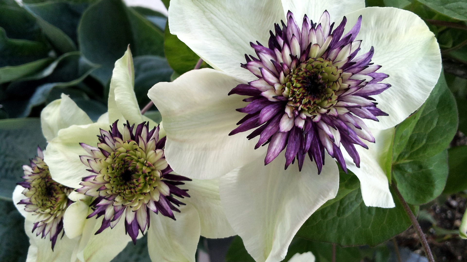 На поляне красивые цветы клематис