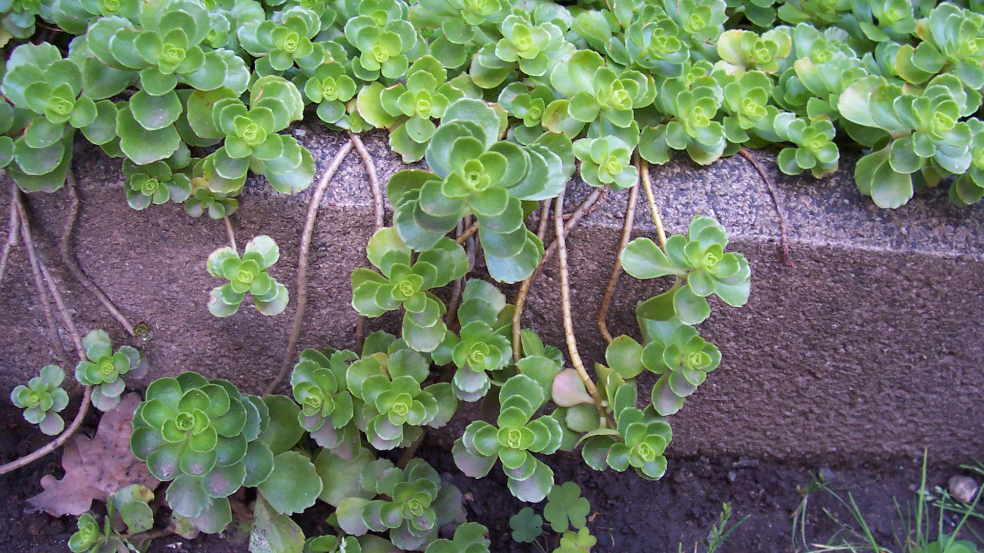 На поляне красивое растение седум