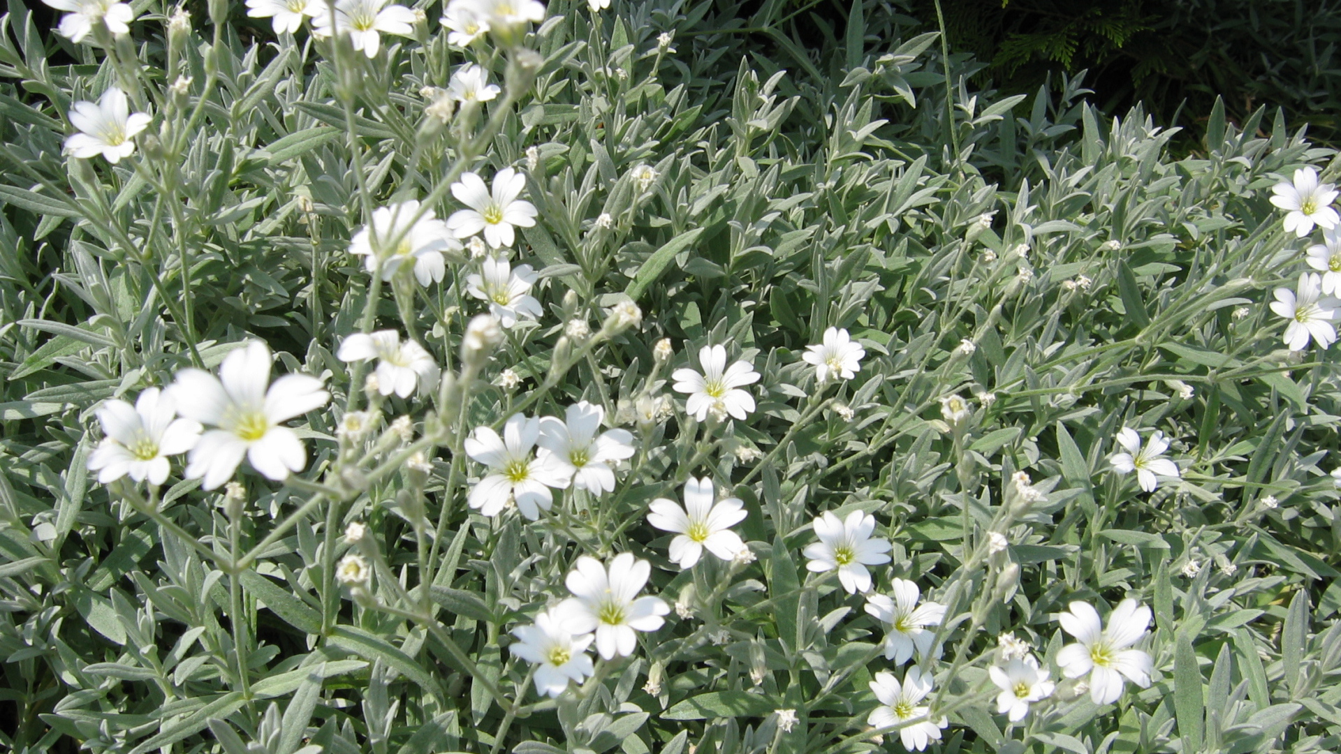 На поляне растение резуха