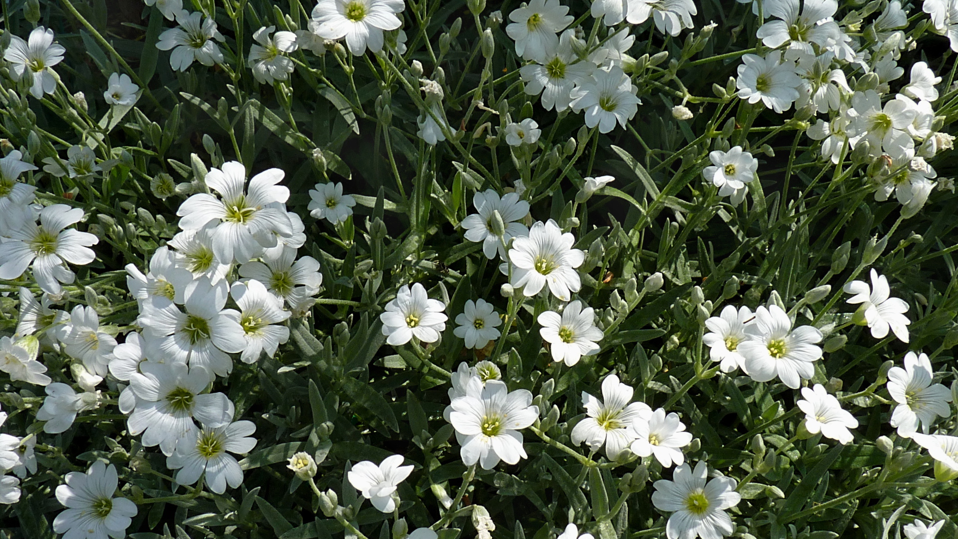 В лесу растение резуха