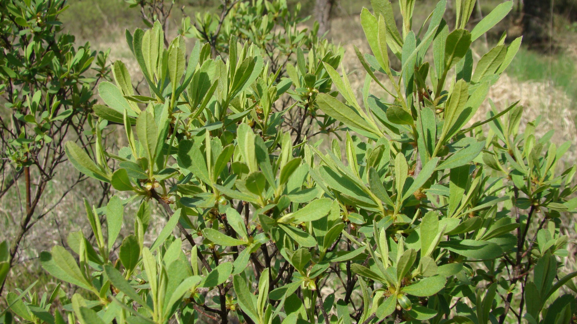 В саду растение восковник