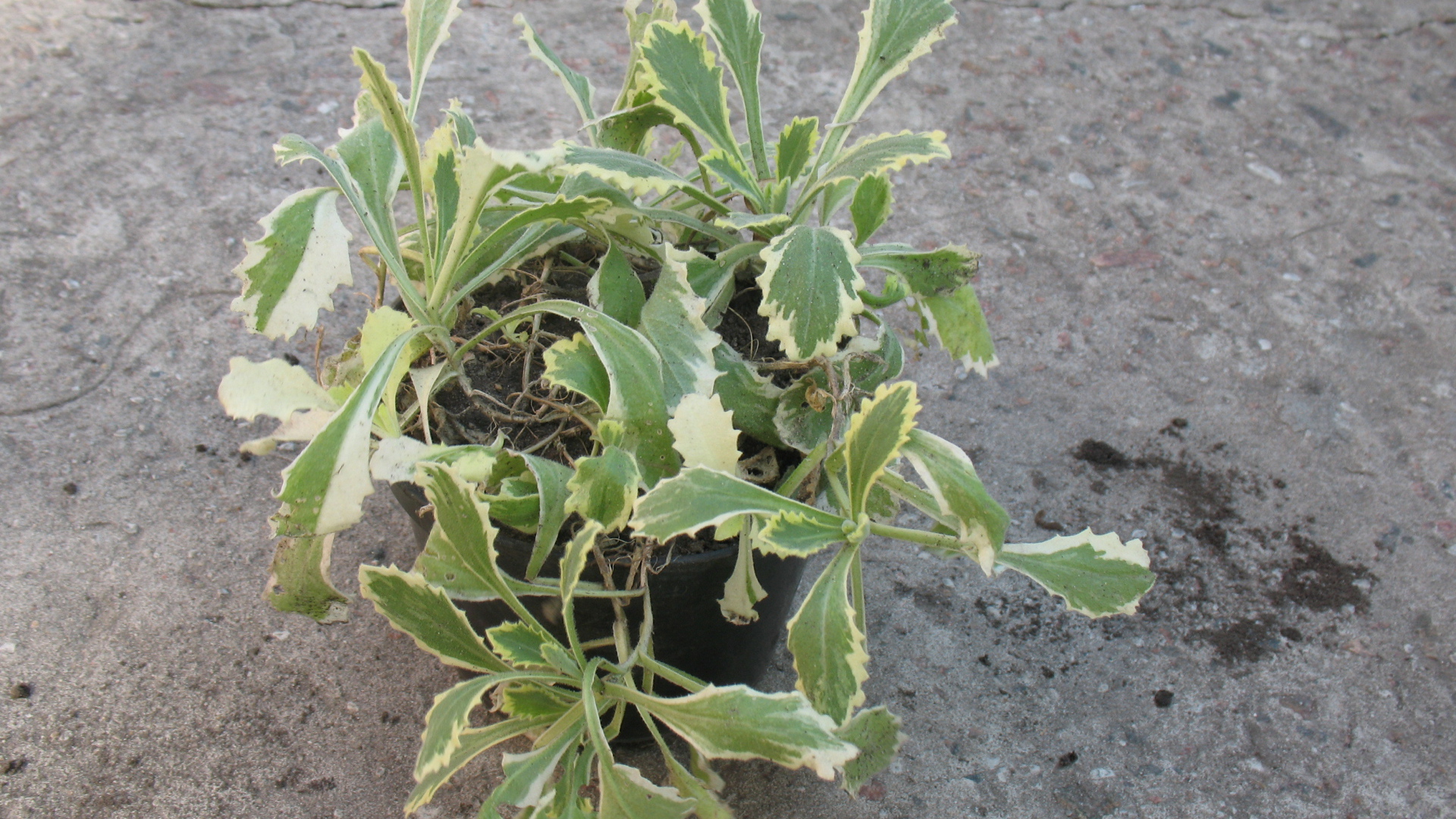 В огороде выросла резуха