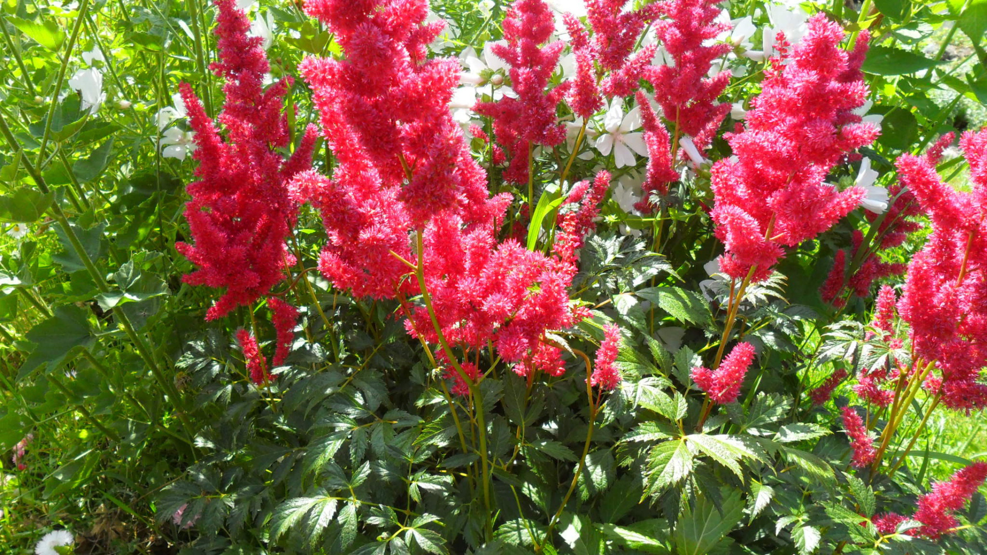 В саду красивые цветы астильба