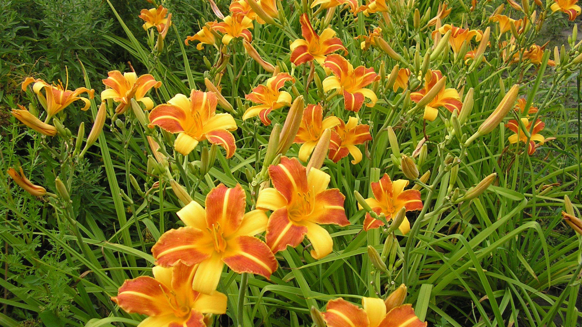 В саду красивые цветы лилейник